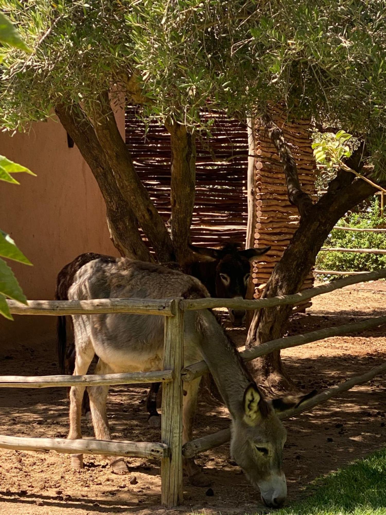 Jardin Sakina - Centre De Bien-Etre & Soins Holistiques - Chambre D'Hotes Bed & Breakfast Marakeş Dış mekan fotoğraf